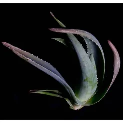 Santaverde Aloe Vera Body Firming Gel, 100 ml><noscript><img width=