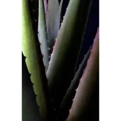 Aloe Vera Extra rich cream mask, 30 ml