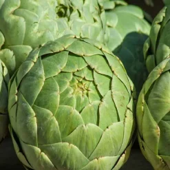 Darmhit Dr. Jacob`s Pulver, 210 g