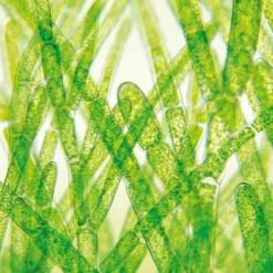 Dr. Jacobs DHA-EPA-Algenöl Dr. Jacob`s Kapseln, 60 St><noscript><img width=