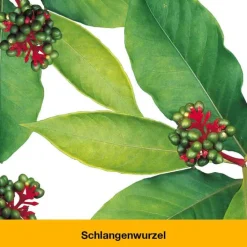 Dr. Loges dystoLoges® Tabletten, 50 St><noscript><img width=