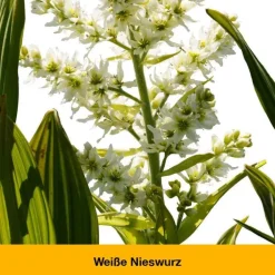 Dr. Loges dystoLoges Tropfen, 50 ml><noscript><img width=