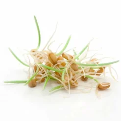 Fermentura Spermidin Kapseln, 30 St