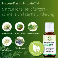 Entoxin Magen Darm N Tropfen, 50 ml> Spenglersan