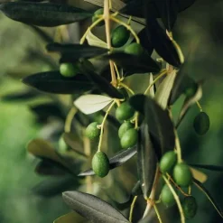 Oliveda Reinigungsgel purifying, 100 ml> Reinigung