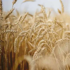 Rausch After-Sun-Shampoo mit Weizenkeim, 40 ml