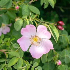 Rausch Farbschutz-Conditioner mit Wildrose, 30 ml