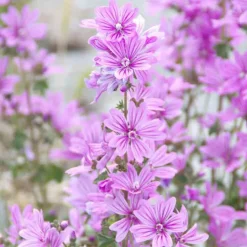 Rausch Feuchtigkeit Bodylotion mit Malve, 40 ml><noscript><img width=