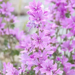 Rausch Feuchtigkeit Shower Gel mit Malve, 200 ml