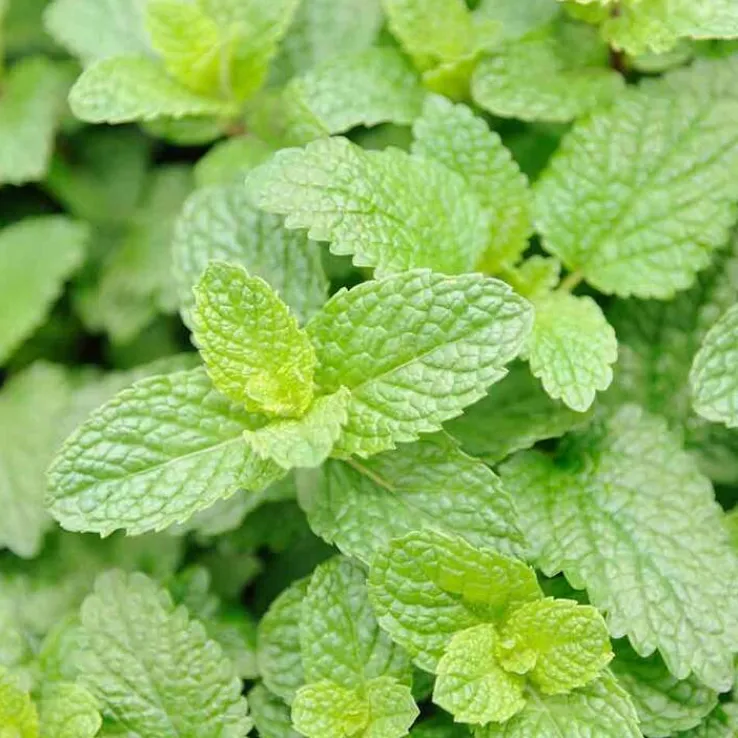 Rausch Frische Bodylotion mit Minze, 40 ml