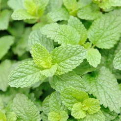 Rausch Frische Bodylotion mit Minze, 200 ml