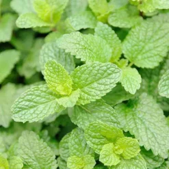 Rausch Frische Shower Gel mit Minze, 50 ml><noscript><img width=