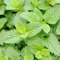 Rausch Geschenkset Frische 2024, 1 P><noscript><img width=