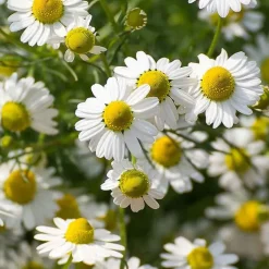 Rausch Sensitive Shower Gel mit Kamille, 200 ml