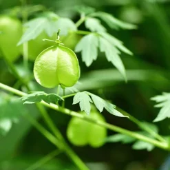 Rausch Sensitive-Kopfhaut-Serum mit Herzsamen, 100 ml