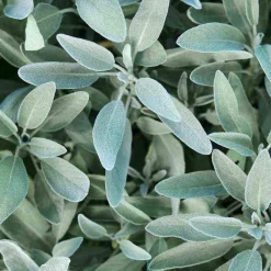 Rausch Silberglanz-Conditioner mit Salbei, 150 ml