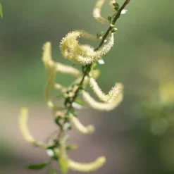 Rausch Spezial-Shampoo mit Weidenrinde, 200 ml