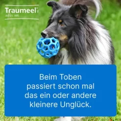Traumeel T ad us. vet. Tabletten für Hund und Katze, 250 St