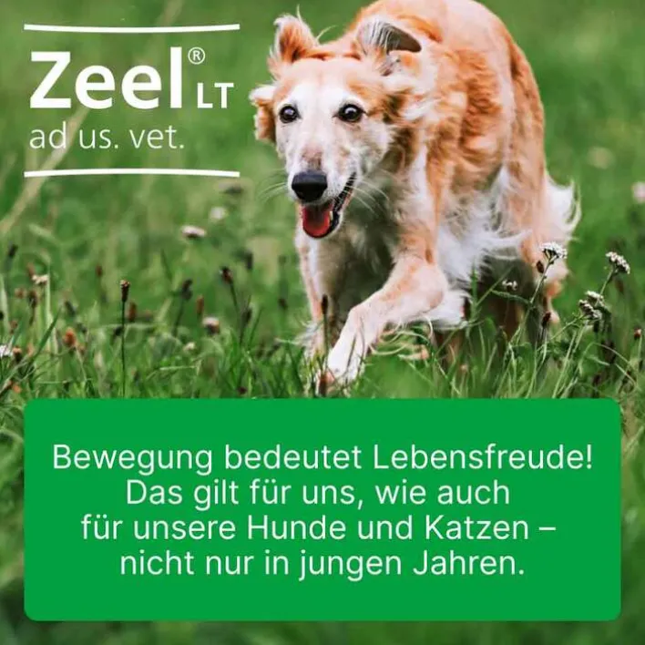 Zeel ® LT ad us. vet. Tabletten, 500 St> Biologische Heilmittel Heel Gmbh
